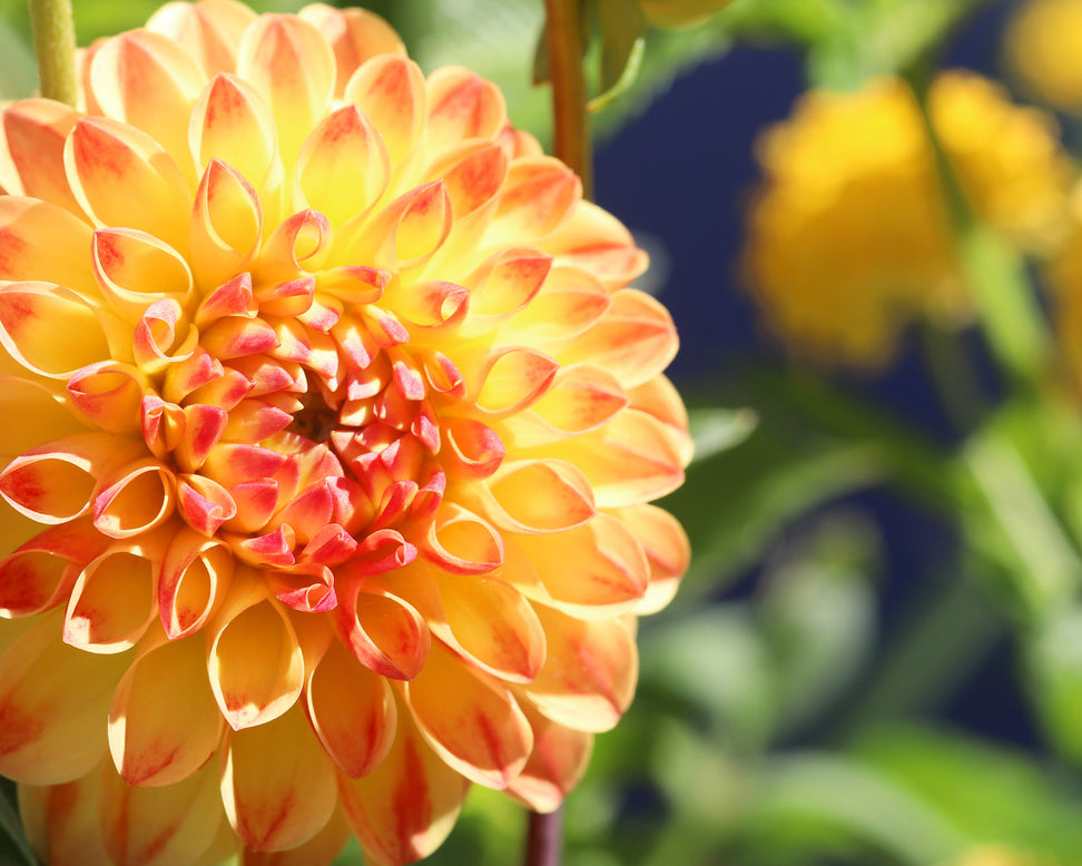 Dahlia 'Jowey Chantal'