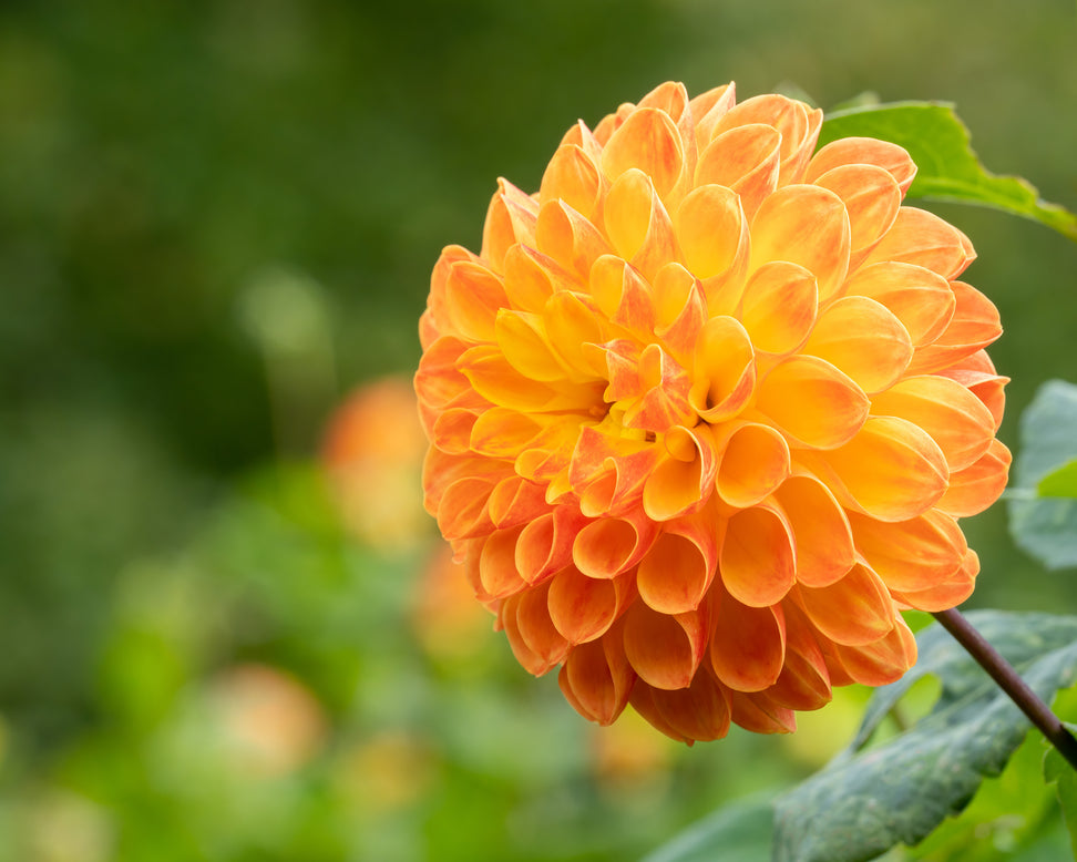 Dahlia 'Jowey Chantal'