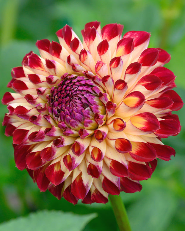 Dahlia 'Jowey Joshua'