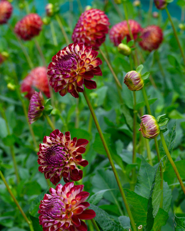 Dahlia 'Jowey Joshua'