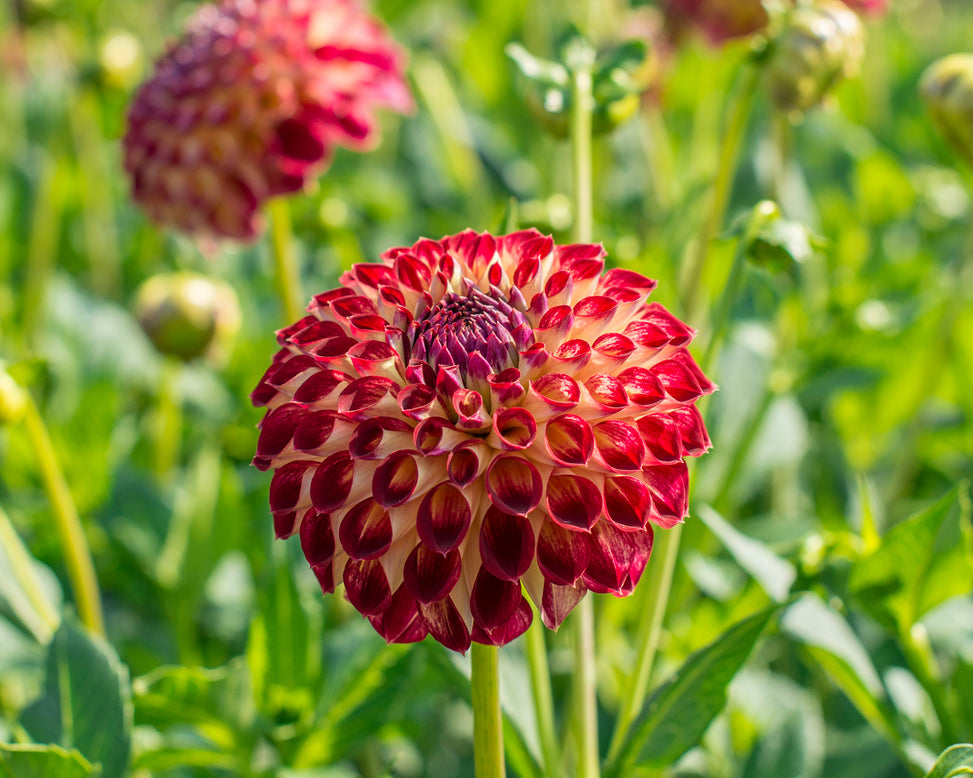 Dahlia 'Jowey Joshua'