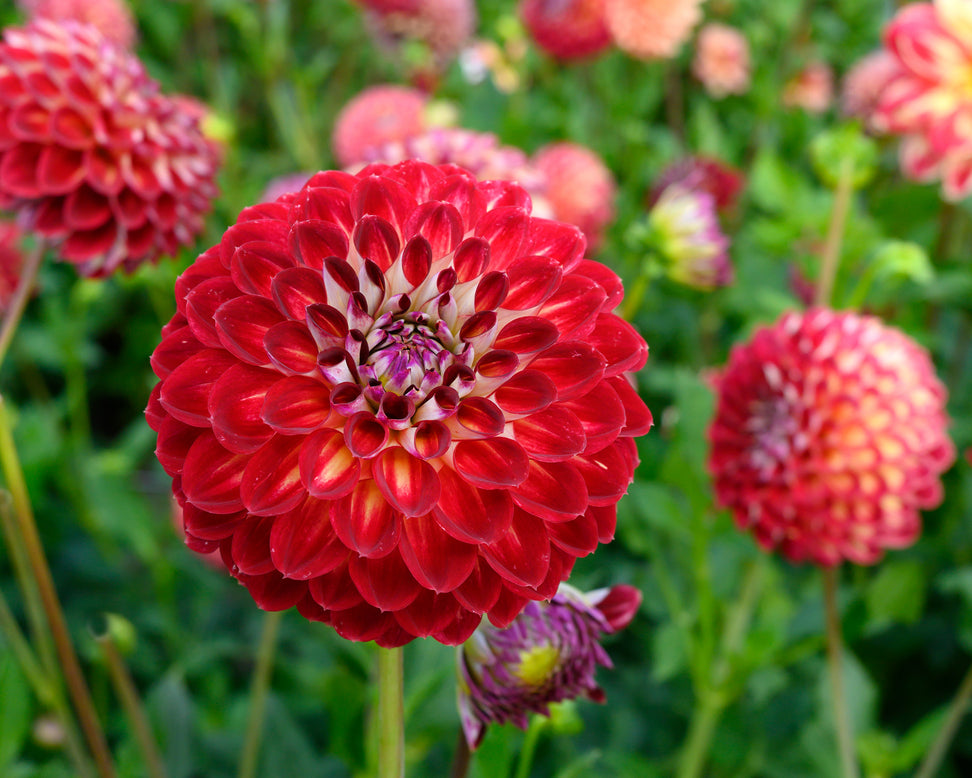 Dahlia 'Jowey Joshua'