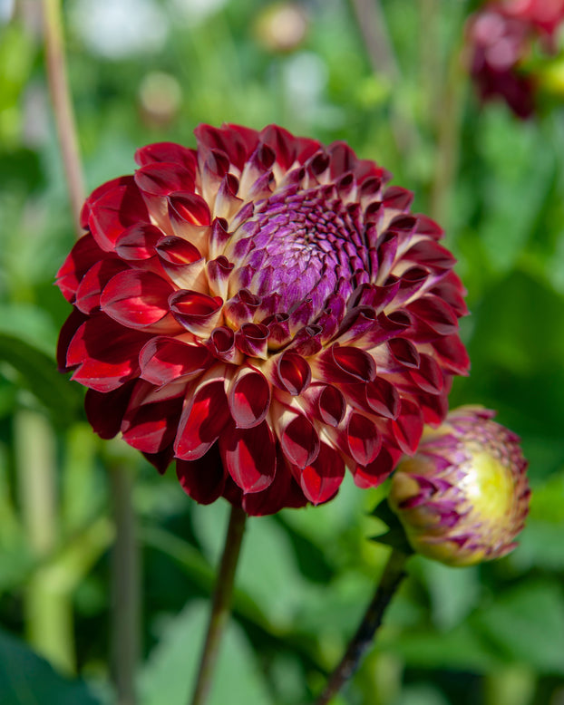 Dahlia 'Jowey Joshua'