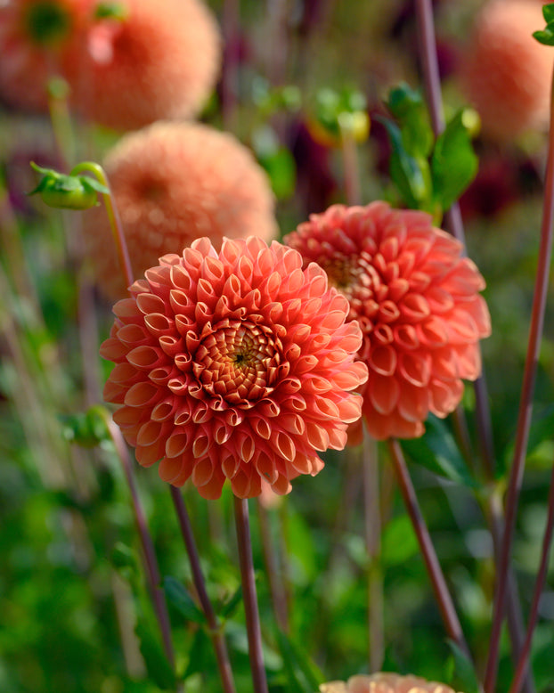 Dahlia 'Jowey Linda'