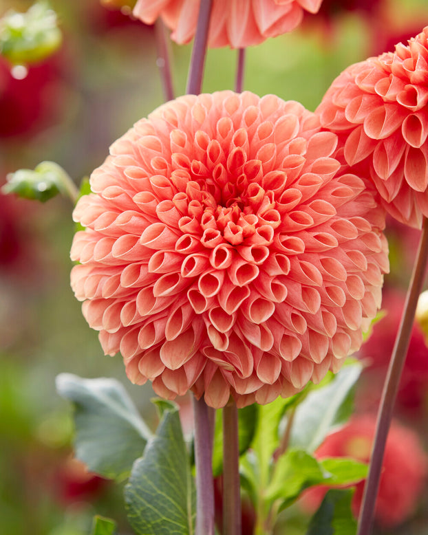 Dahlia 'Jowey Linda'