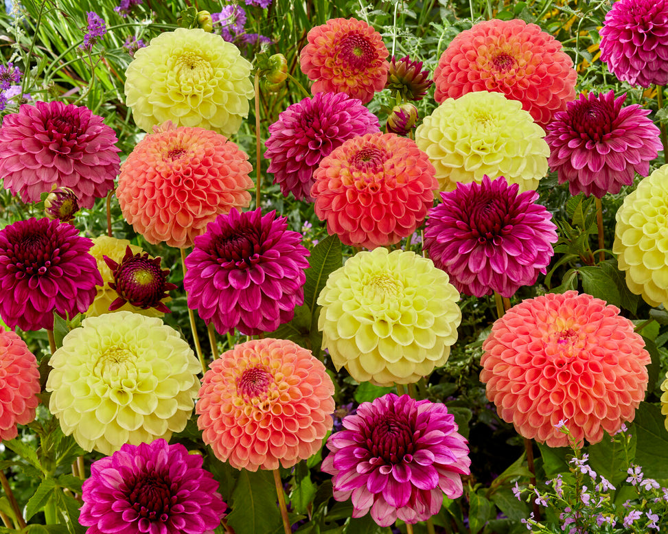 Dahlia 'Jowey Nicky'