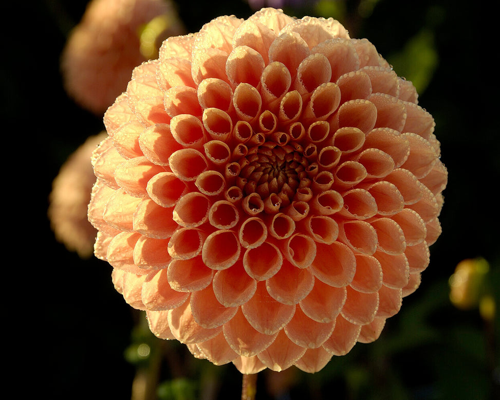 Dahlia 'Jowey Nicky'