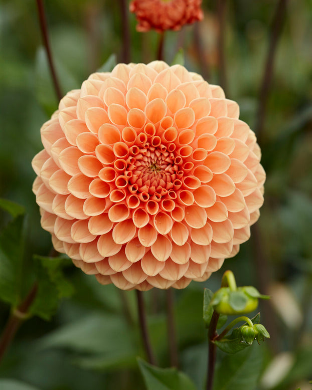 Dahlia 'Jowey Nicky'