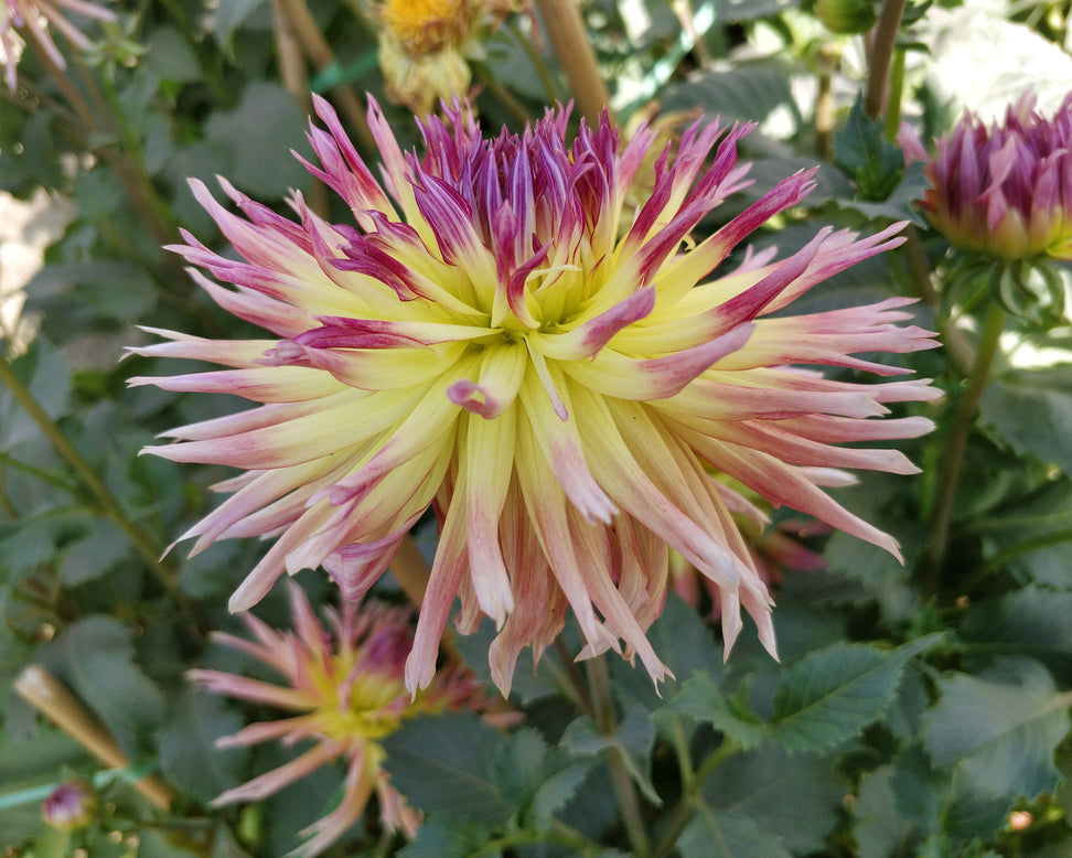 Dahlia 'Karma Sangria'