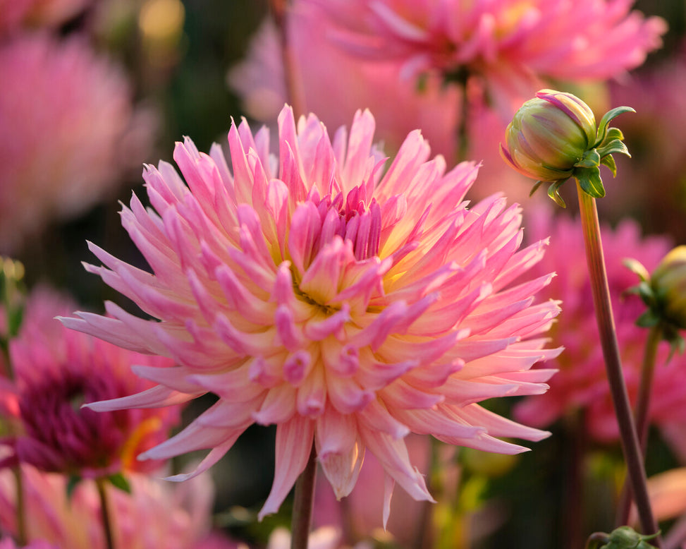 Dahlia 'Karma Sangria'