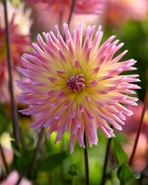 Dahlia 'Karma Sangria'