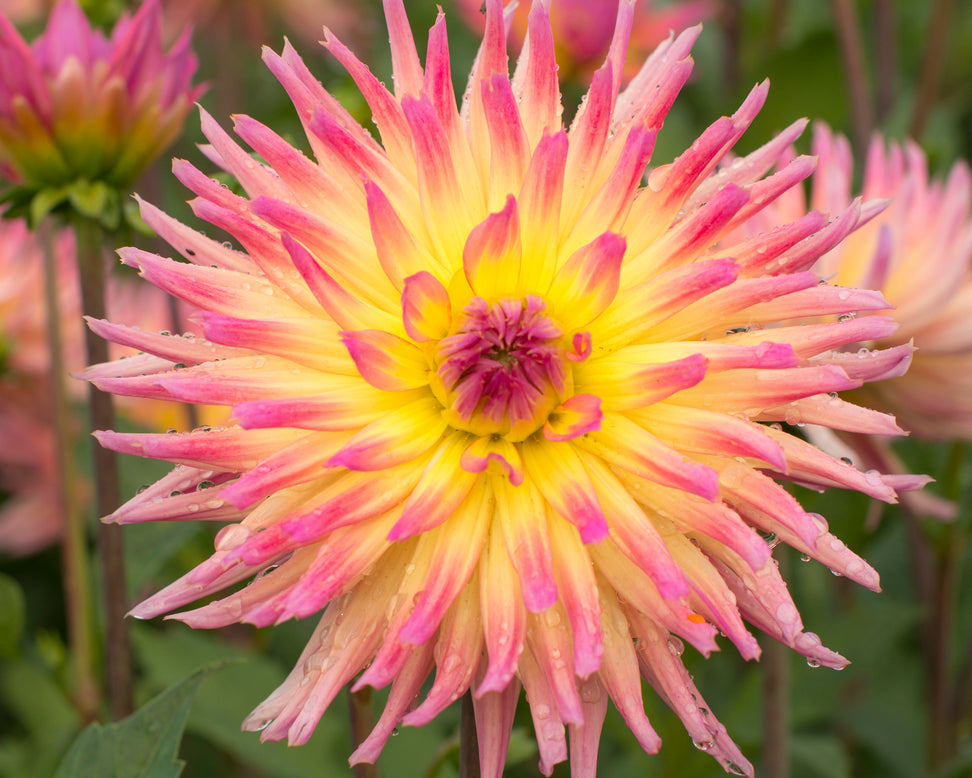 Dahlia 'Karma Sangria'