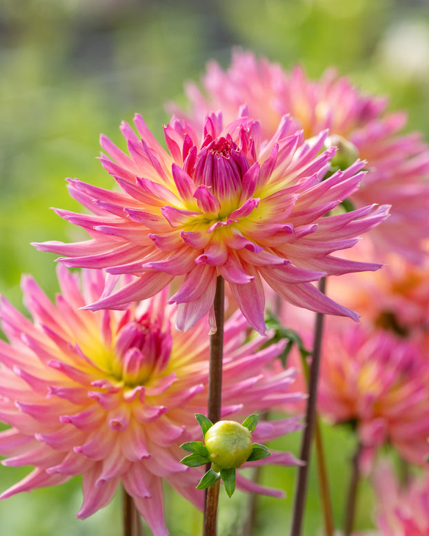 Dahlia 'Karma Sangria'