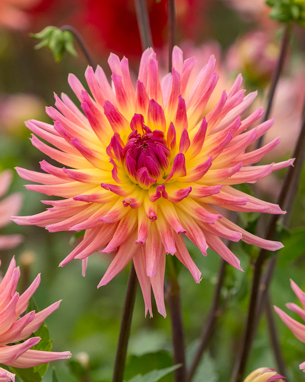 Dahlia 'Karma Sangria'