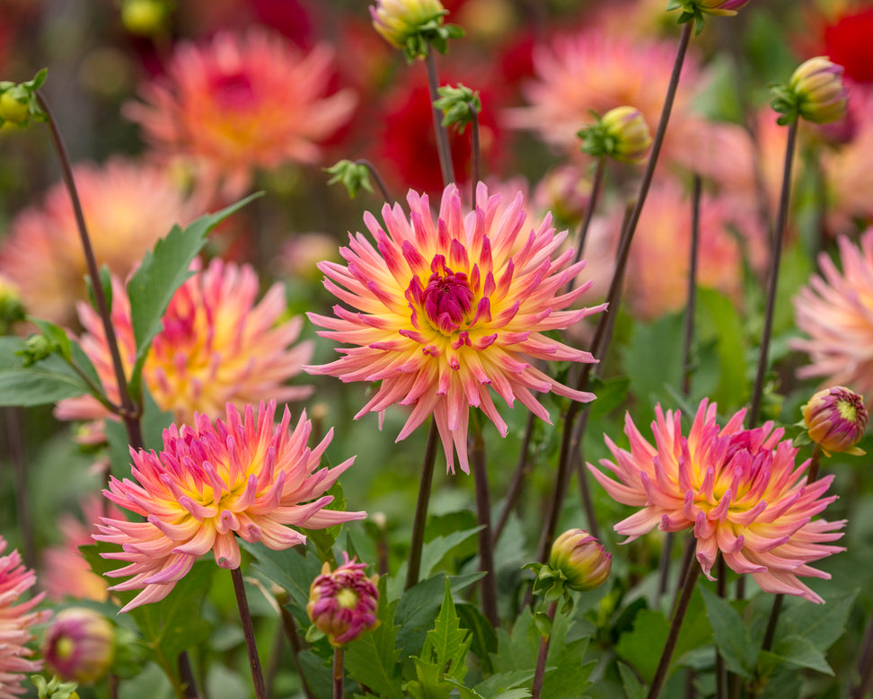 Dahlia 'Karma Sangria'