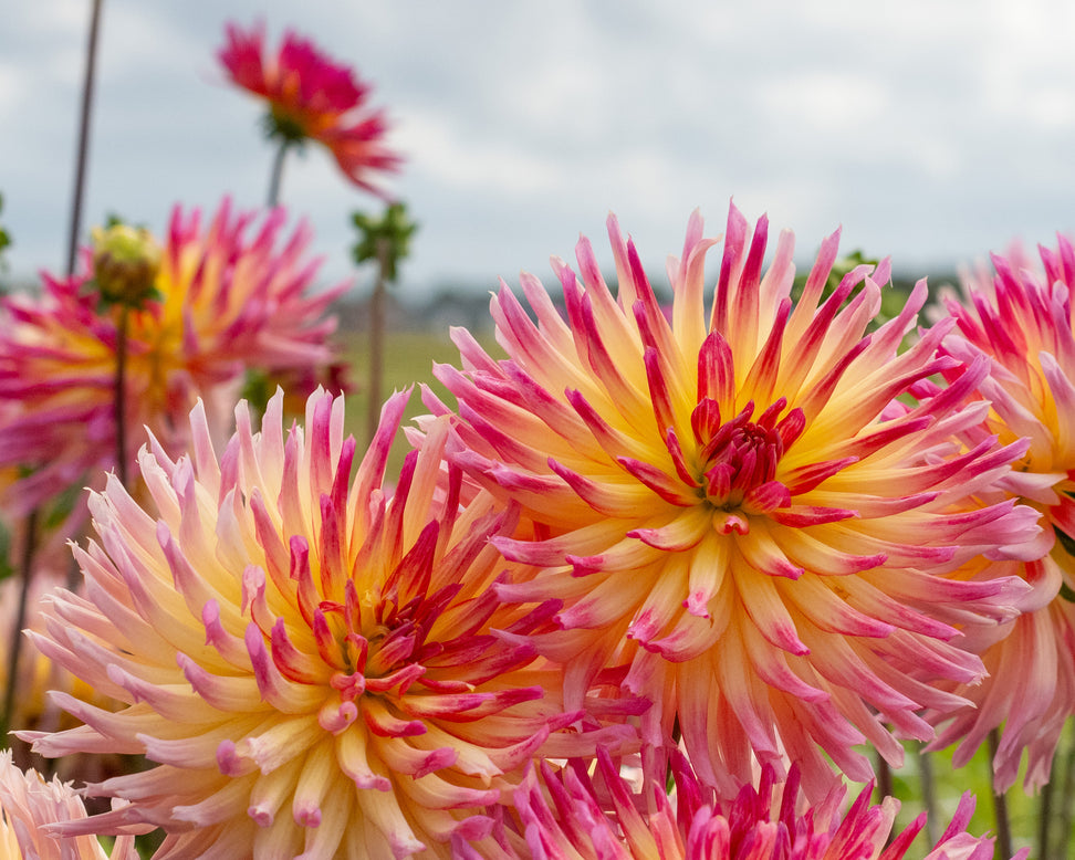 Dahlia 'Karma Sangria'