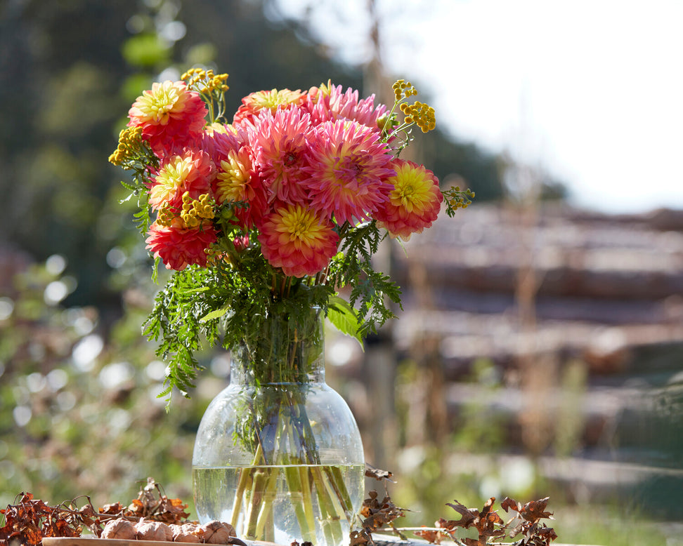 Dahlia 'Karma Sangria'