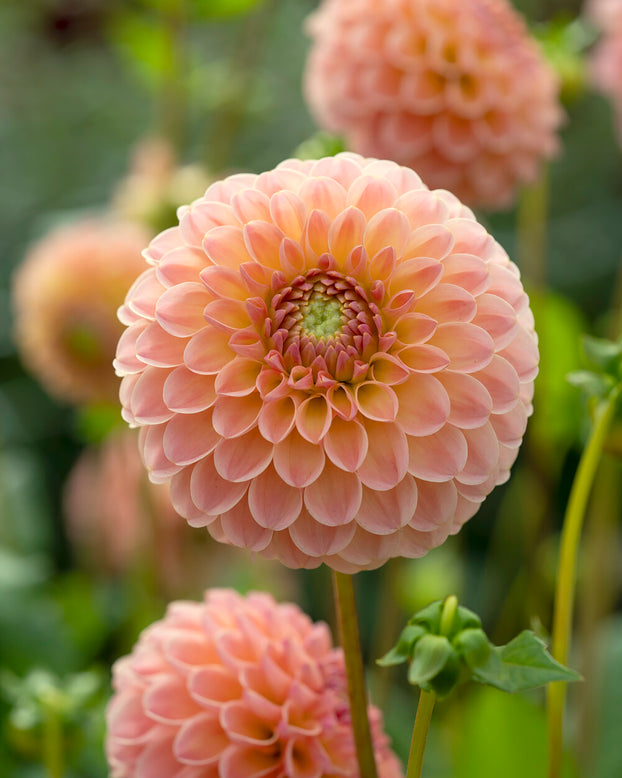 Dahlia 'L.A.T.E.'