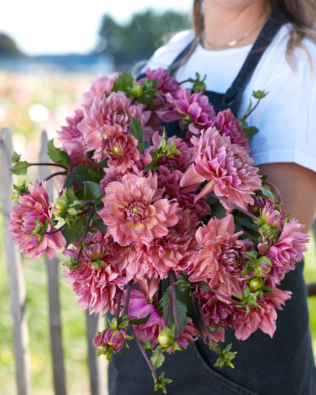 Dahlia 'La Belle Epoque'