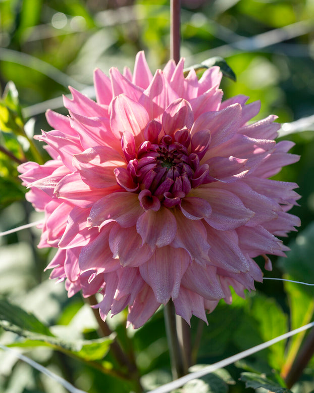 Dahlia 'La Belle Epoque'