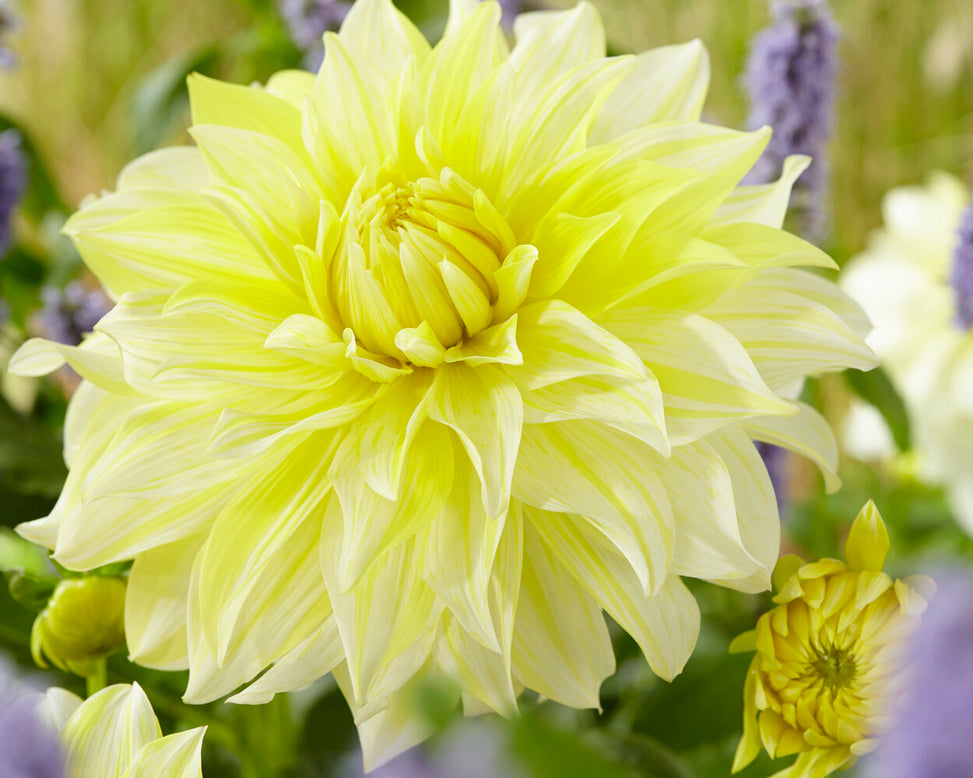 Dahlia 'La Luna'