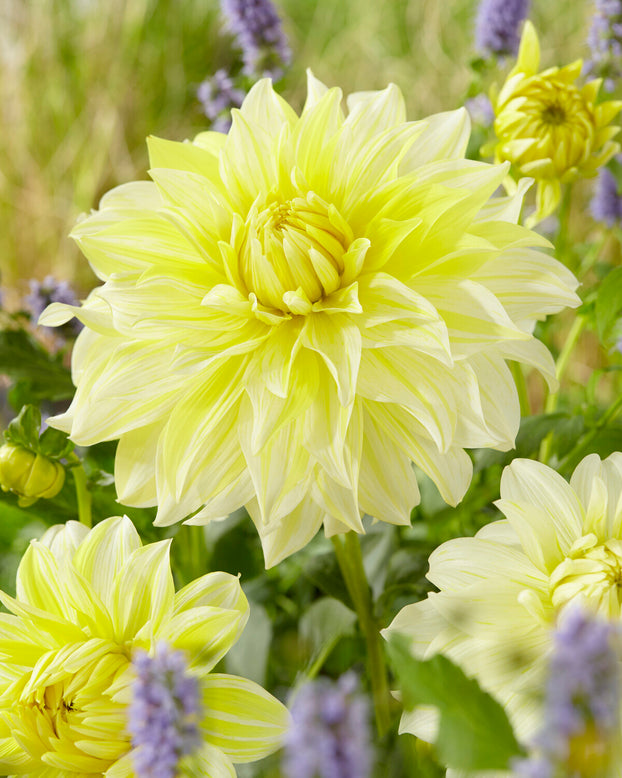 Dahlia 'La Luna'