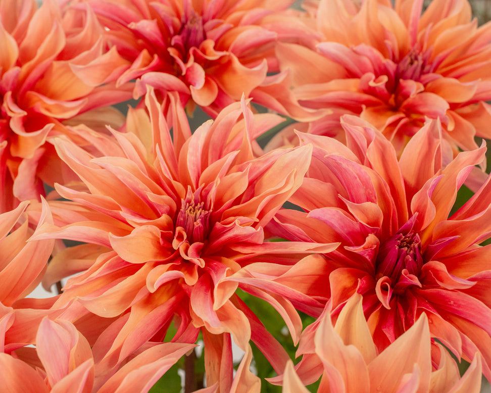 Dahlia 'Labyrinth'