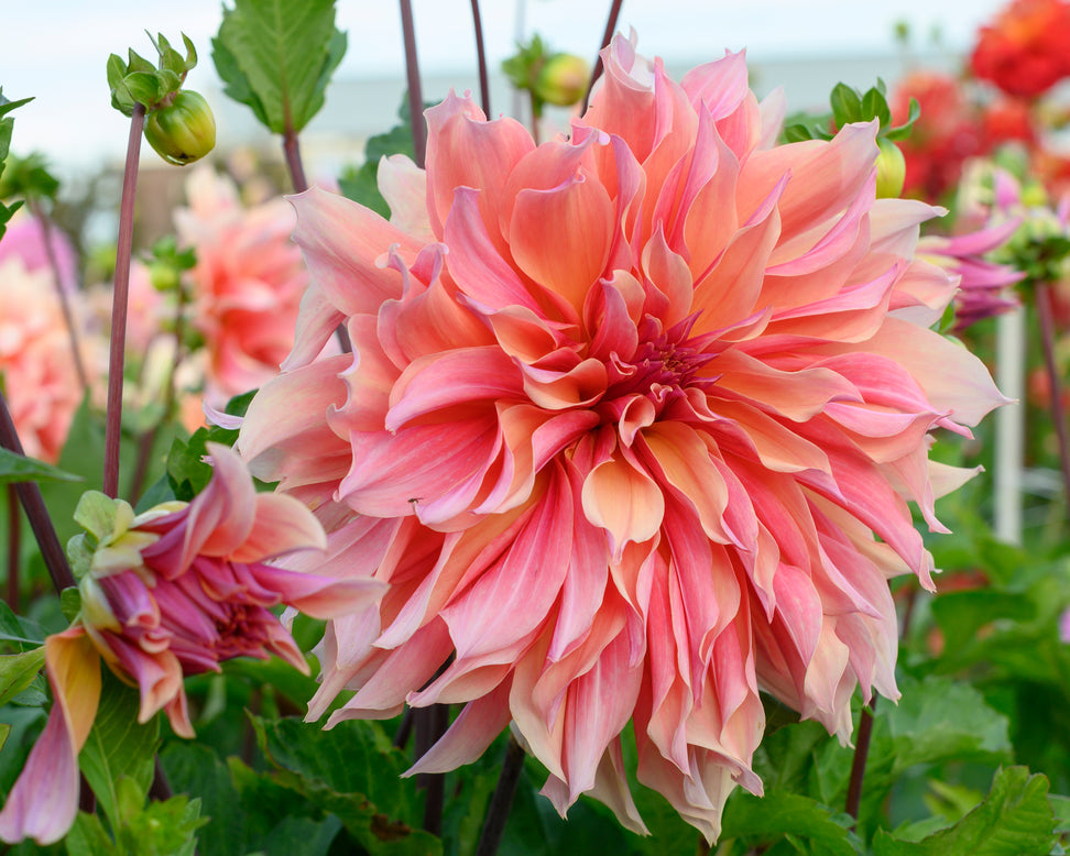 Dahlia 'Labyrinth'