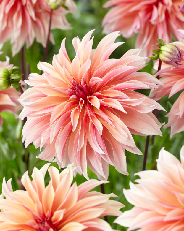 Dahlia 'Labyrinth'