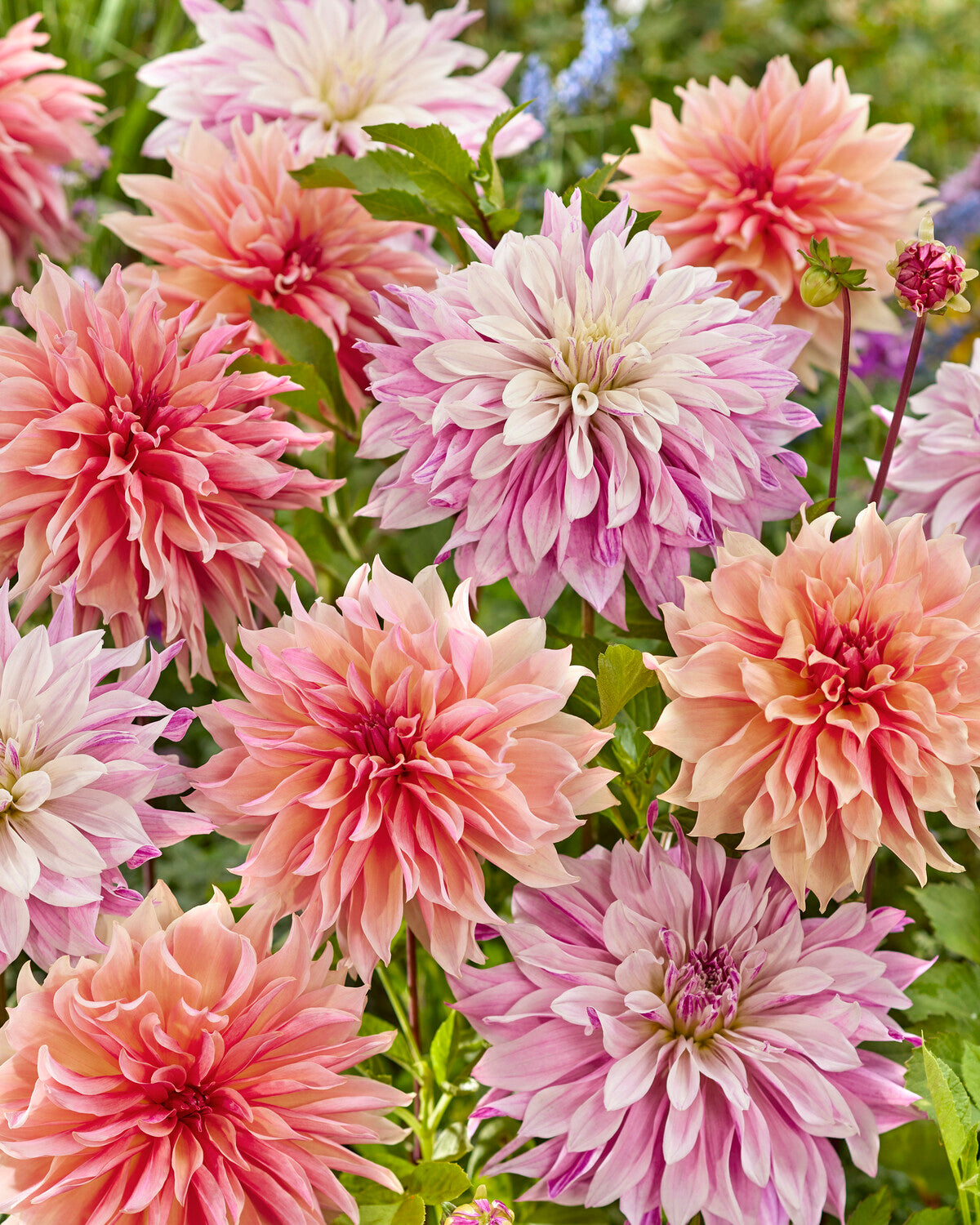 Dahlia collection 'Lavish Labyrinths' tubers — Buy online at Farmer ...