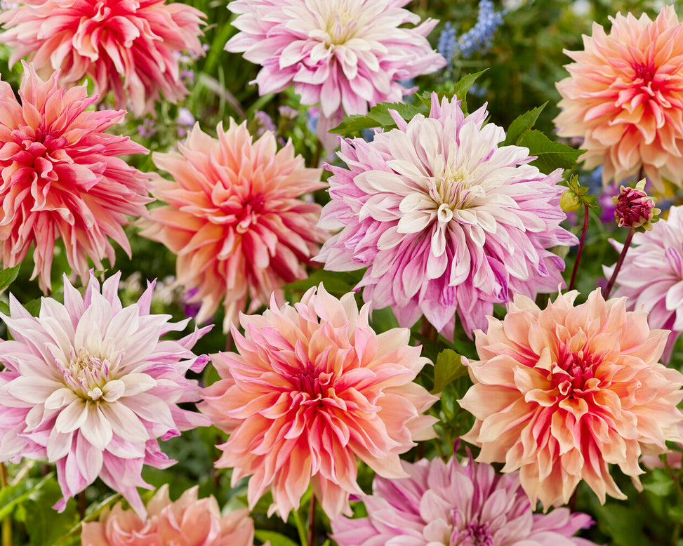 Dahlia collection 'Lavish Labyrinths'