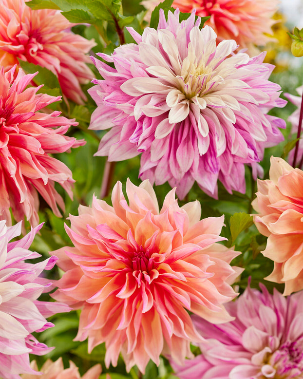 Dahlia collection 'Lavish Labyrinths'