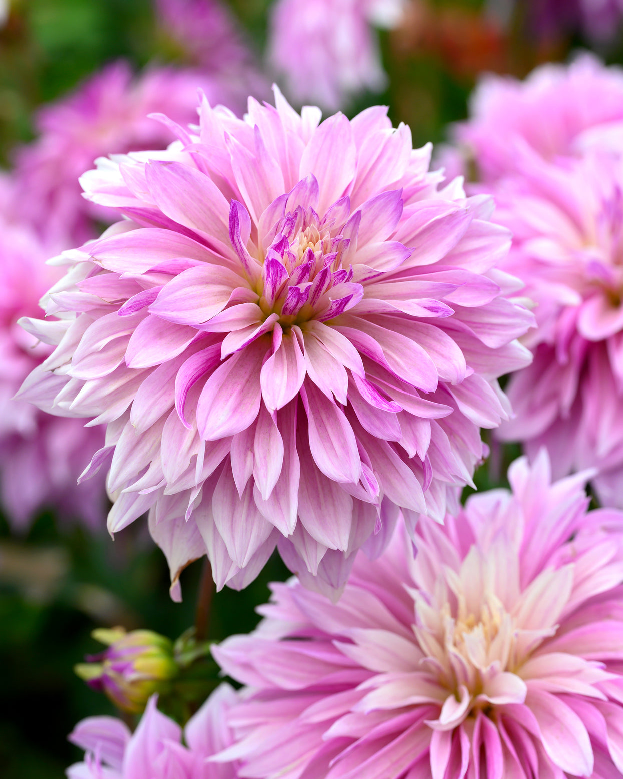 Dahlia 'Labyrinth Two Tone' tubers — Buy online at Farmer Gracy UK