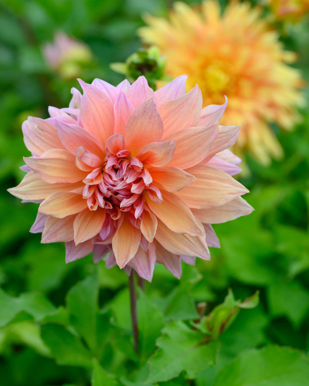 Dahlia 'Mango Madness'