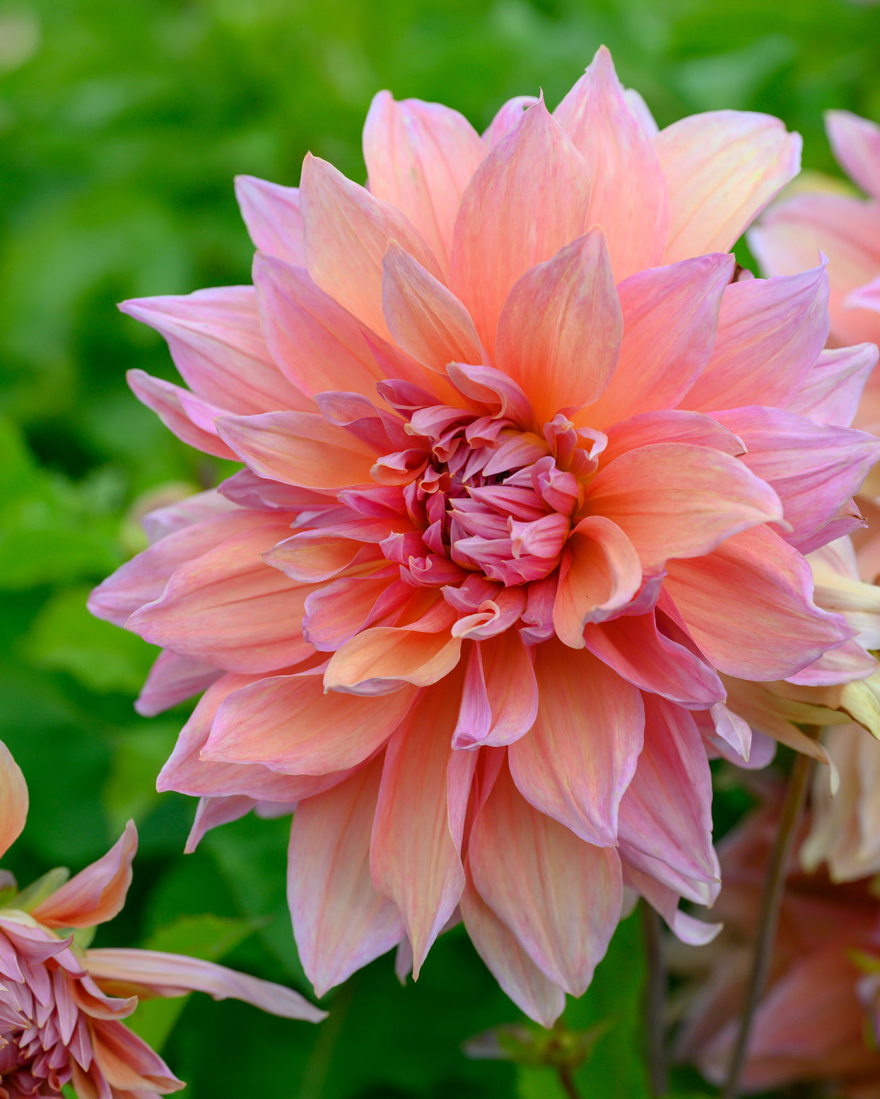 Dahlia 'Mango Madness' tubers — Buy online at Farmer Gracy UK