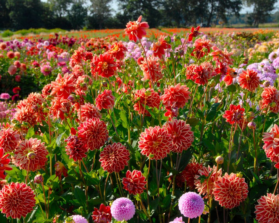 Dahlia 'Maxime'