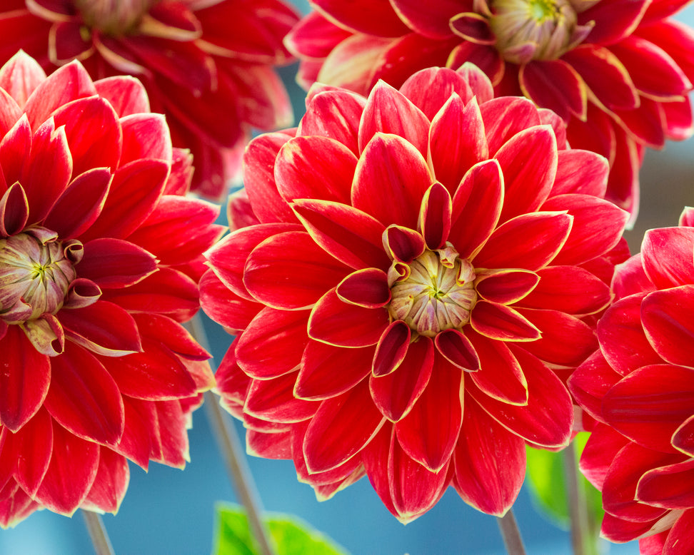 Dahlia 'Maxime'