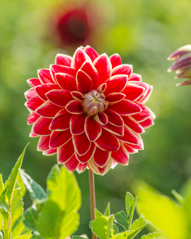 Dahlia 'Maxime'