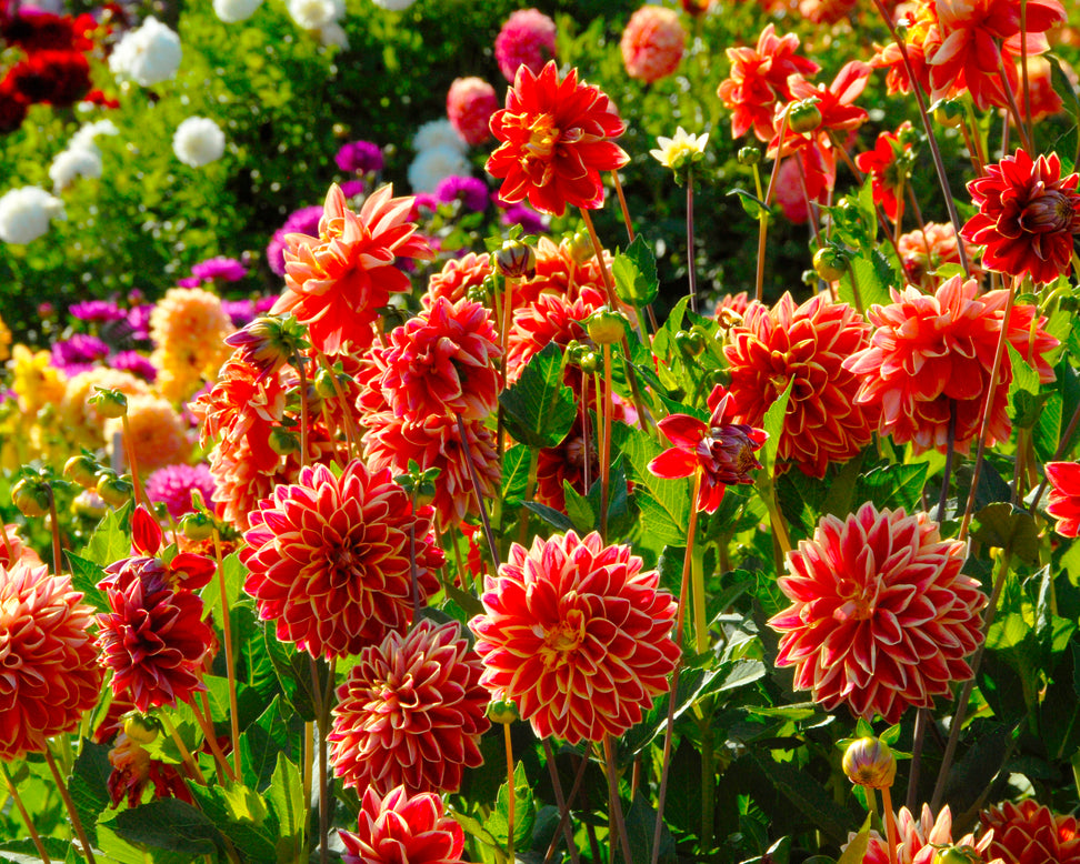 Dahlia 'Maxime'