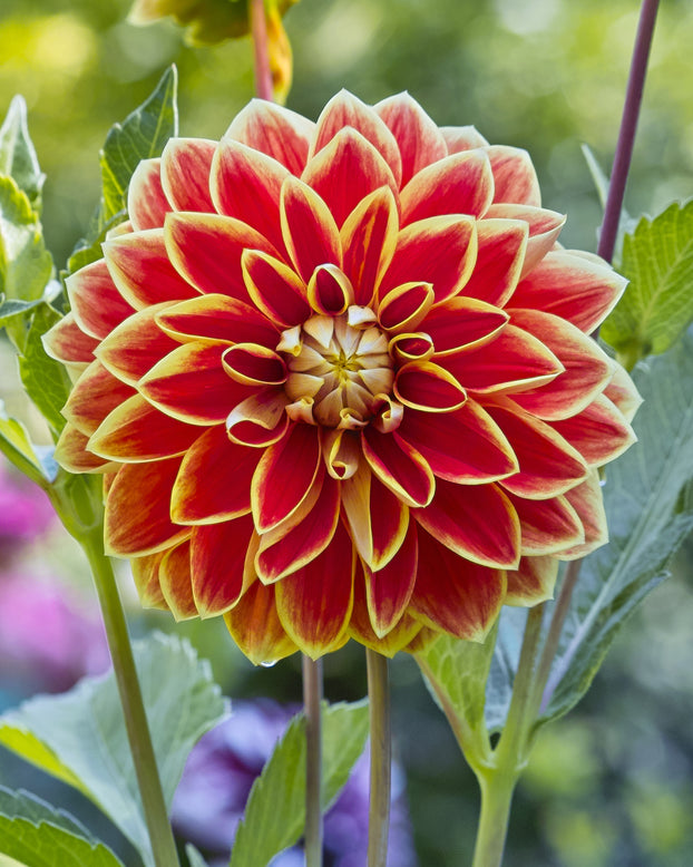 Dahlia 'Maxime'