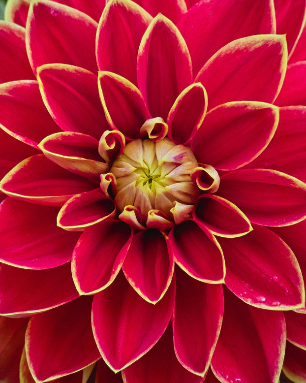 Dahlia 'Maxime'