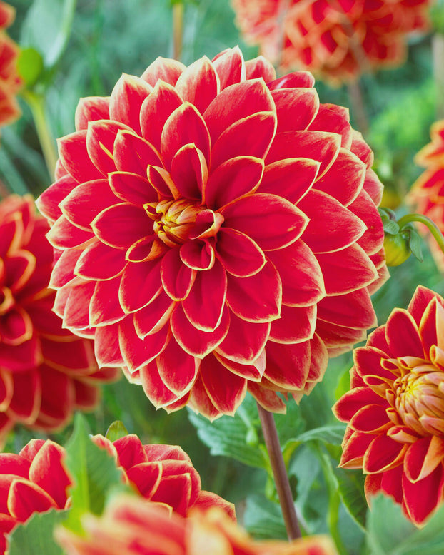 Dahlia 'Maxime'