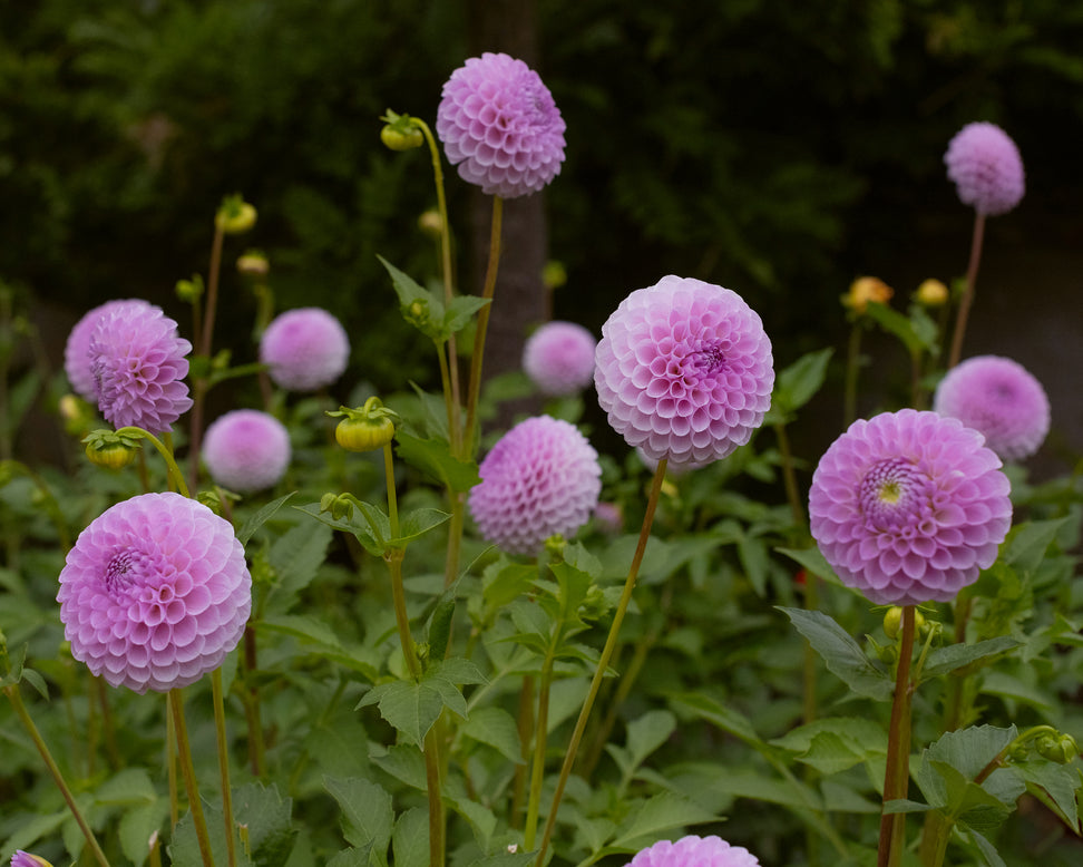 Dahlia 'Megan Dean'