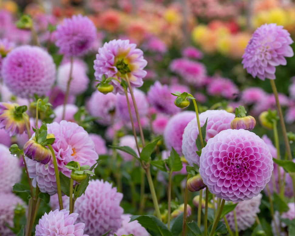 Dahlia 'Megan Dean'