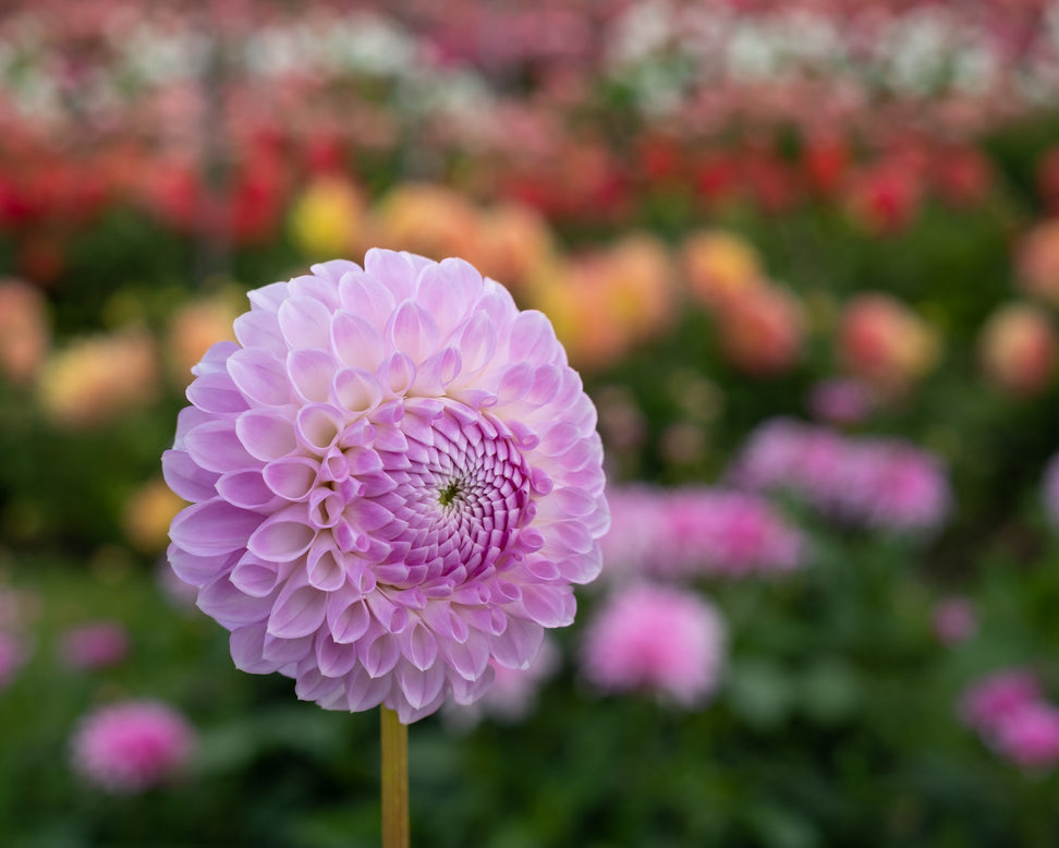 Dahlia 'Megan Dean'