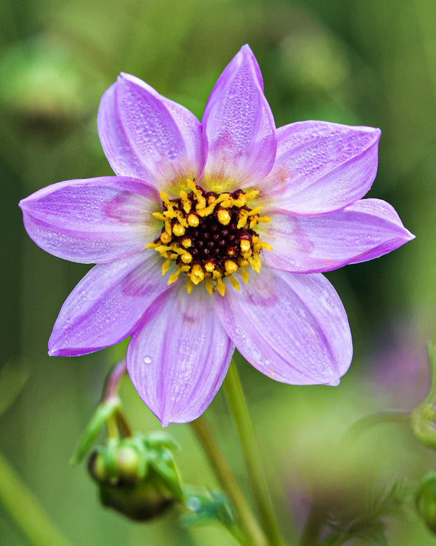 Dahlia merckii