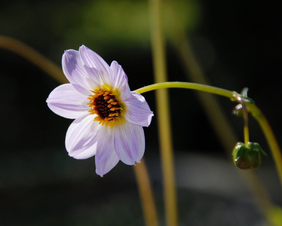 Dahlia merckii