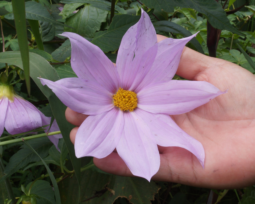 Dahlia merckii