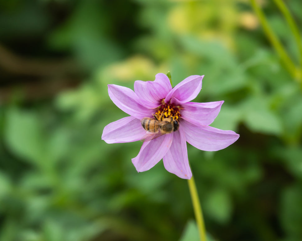 Dahlia merckii