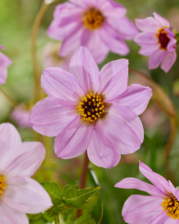 Dahlia merckii